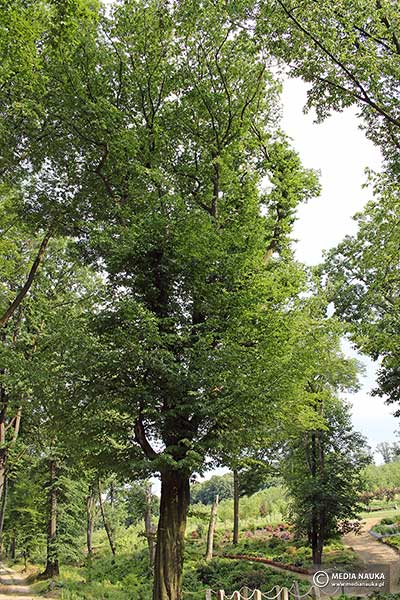 Grab pospolity, grab zwyczajny (Carpinus betulus)