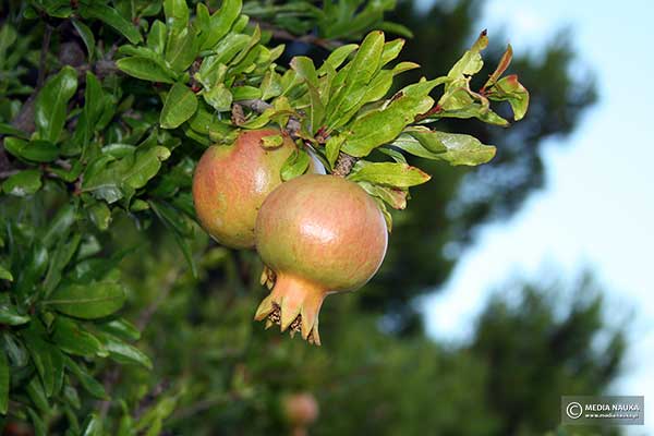 Granat właściwy (Punica granatum)