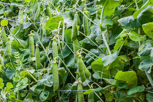 Groch zwyczajny (Pisum sativum)