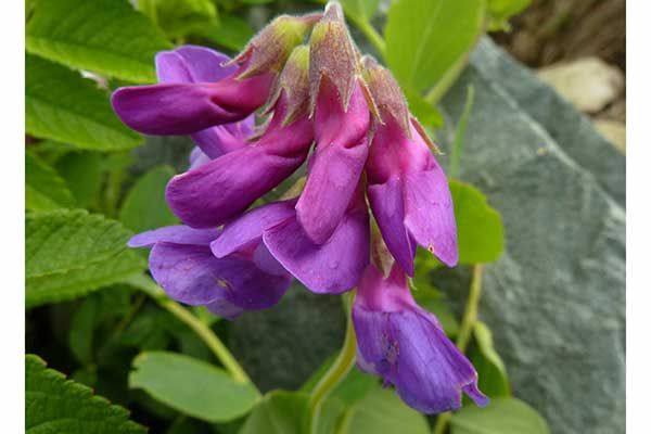 Groszek nadmorski (Lathyrus maritimus)