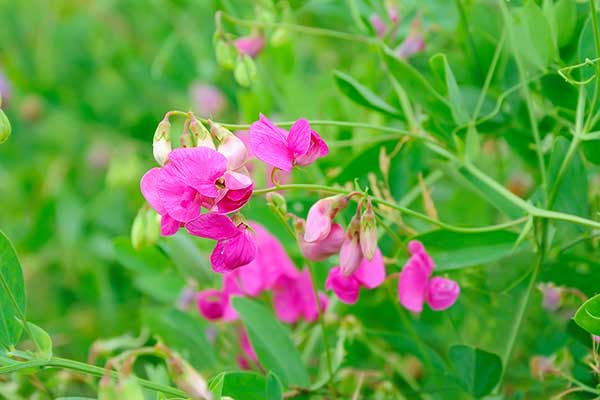 Groszek pachnący (Lathyrus odoratus)