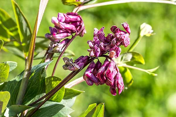 Groszek wielkoprzylistkowy (Lathyrus pisiformis)