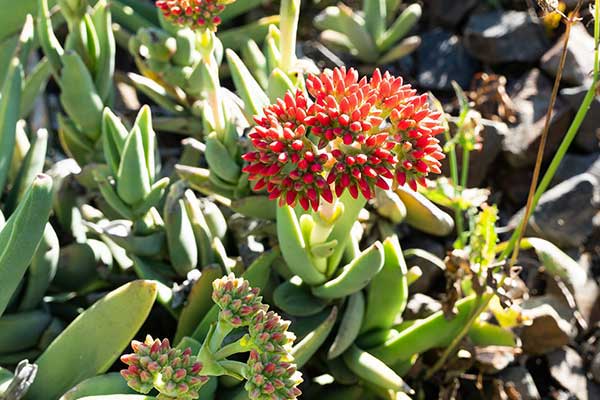 Grubosz szablasty (Crassula perfoliata)