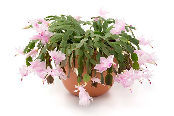 Szlumbergera, grudnik © emuck – stock.adobe.com Szlumbergera, grudnik