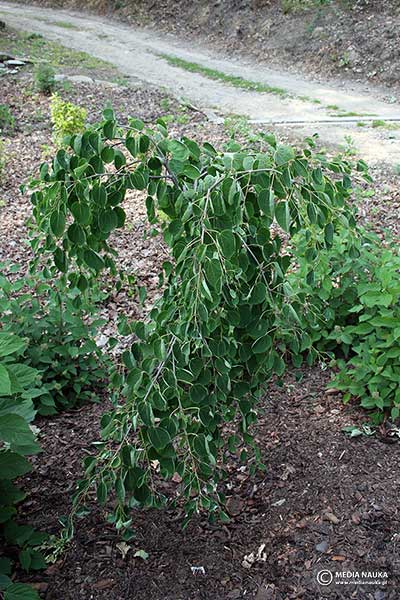 Grujecznik japoński (Cercidiphyllum japonicum)