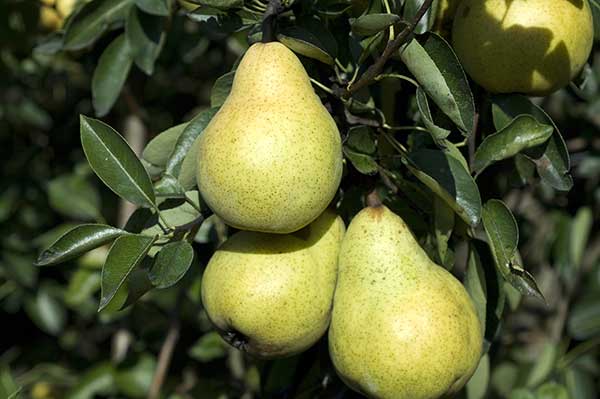 Grusza domowa, grusza pospolita, grusza polna (Pyrus communis)