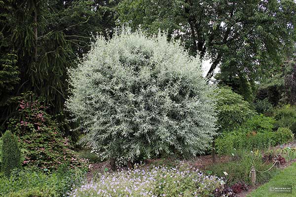 Grusza wierzbolistna (Pyrus salicifolia)