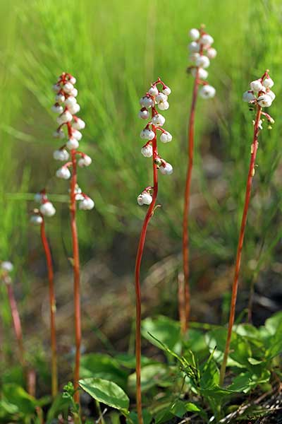 Gruszyczka mniejsza (Pyrola minor)