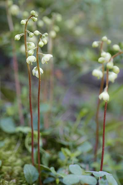 Gruszyczka zielonawa (Pyrola chlorantha)