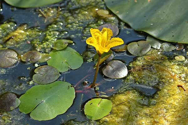 Grzybieńczyk wodny (Nymphoides peltata)