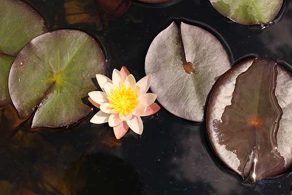 Grzybienie północne (Nymphaea candida)