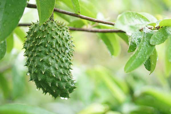 Flaszowiec miękkociernisty, guanabana (Annona muricata)