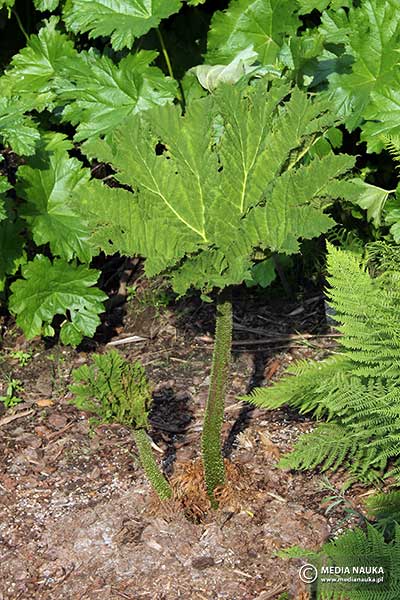 Parzeplin brazylijski, gunnera brazylijska (Gunnera manicata)