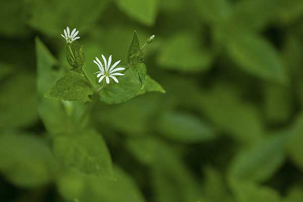 Gwiazdnica gajowa (Stellaria nemorum)