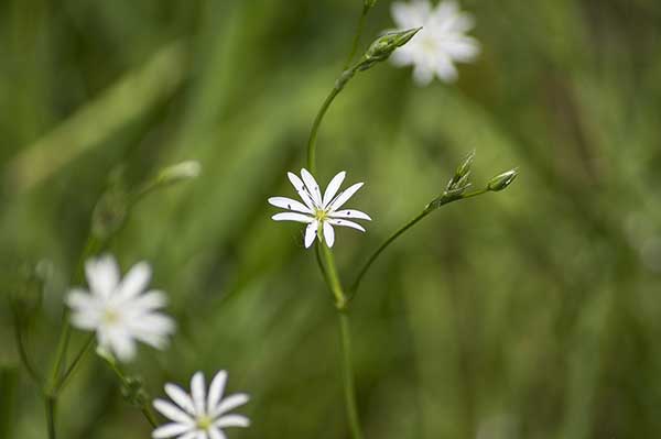 Gwiazdnica trawiasta (Stellaria graminea)