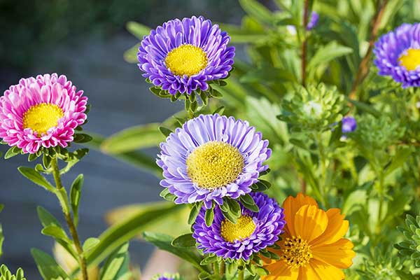 Aster chiński zwyczajny, gwiazdosz (Callistephus chinensis)