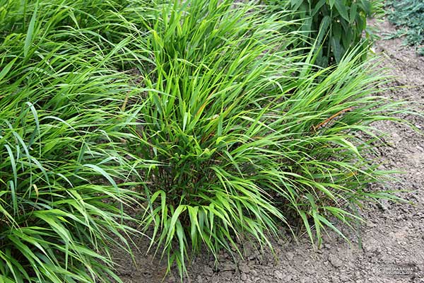 Hakonechloa smukła (Hakonechloa macra)