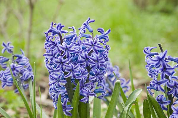 Hiacynt wschodni (Hyacinthus orientalis)