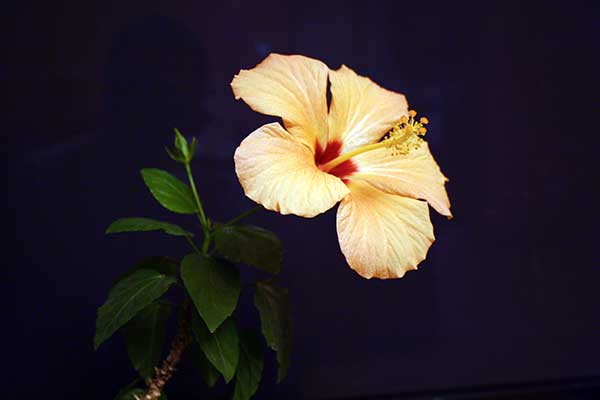Hibiskus, ketmia © Krzysztof Trawiński Hibiskus, ketmia