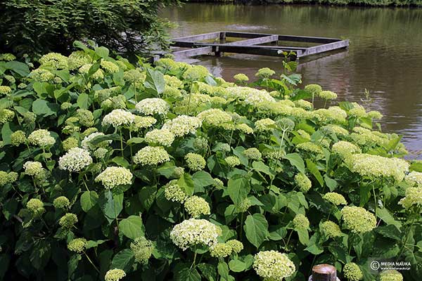 Hortensja drzewkowata (Hydrangea arborescens)