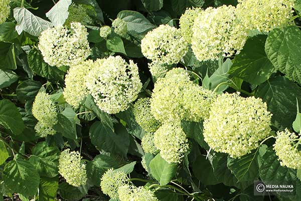 Hortensja krzewiasta, hortensja krzaczasta (Hydrangea arborescens)