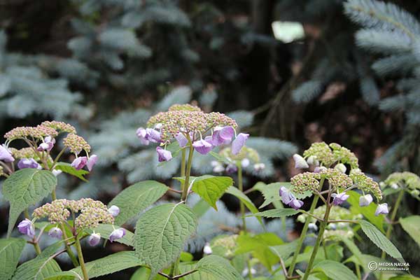 Hortensja piłkowana, hortensja ząbkowana (Hydrangea serrata)