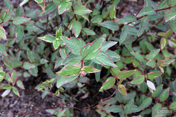(Hypericum ×moserianum)