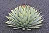 Agave macroacantha