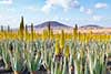 Aloes zwyczajny