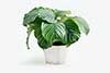 Calathea orbifolia