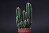 cereus peruwiański
