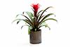 Guzmania monostachia