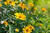 Heliopsis helianthoides