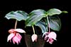 Medinilla wspaniała