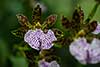 Zygopetalum maculatum