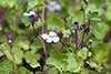 Cymbalaria murowa, cymbalaria bluszczykowata