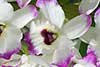 Dendrobium, drzewoporzec