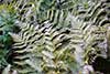 Dryopteris erythrosora