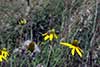 Rudbekia naga, rudbekia sieczna, rotacznica naga