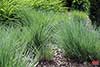 schizachyrium miotlaste