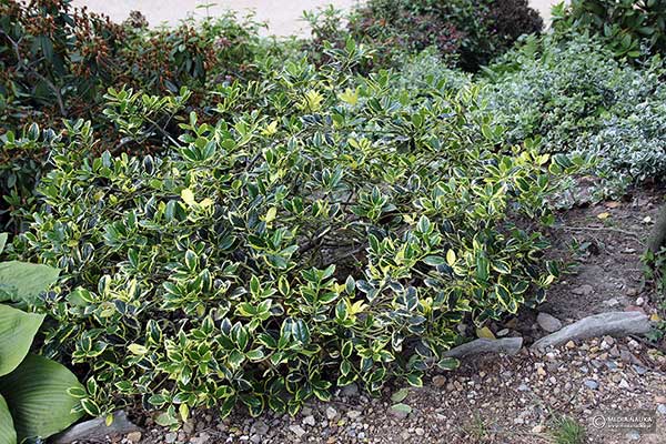  (Ilex ×altaclarensis)