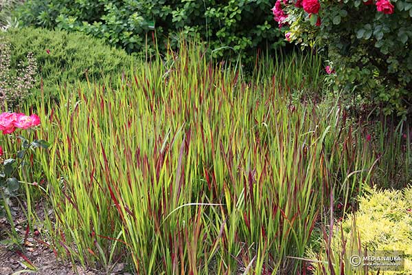 Imperata cylindryczna (Imperata cylindrica)