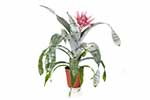 Ananasowate, bromeliowate