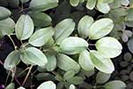 Lardizabalaceae