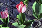 Liliowate