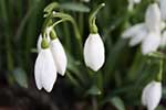 Liliowce