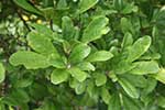 Magnoliowate