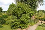 Magnoliowce
