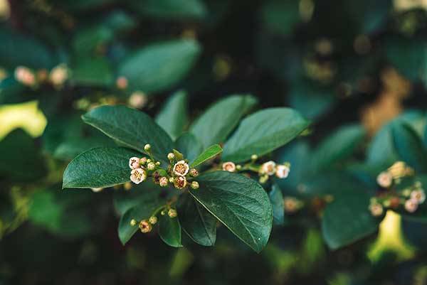 Irga błyszcząca (Cotoneaster lucidus)