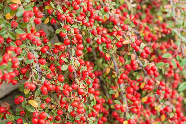 Irga Dammera (Cotoneaster dammeri)